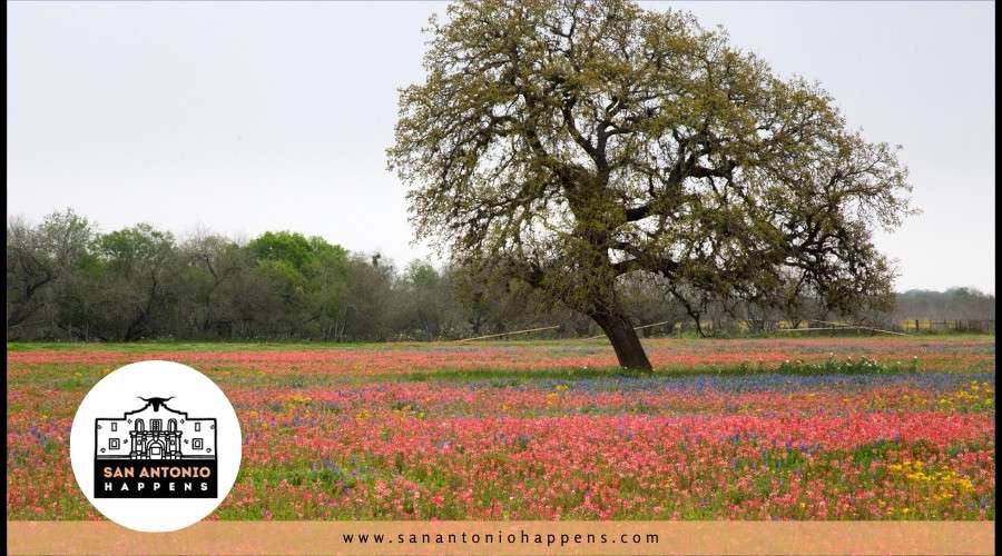 What is San Antonio’s Weather Like?