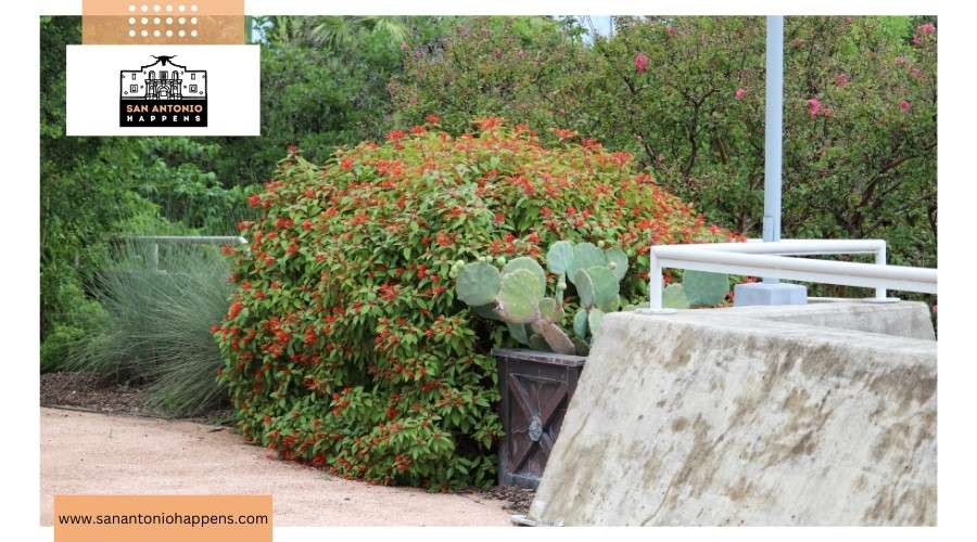 The Botanical Garden in San Antonio
